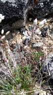 Image of narrow-leaved campion