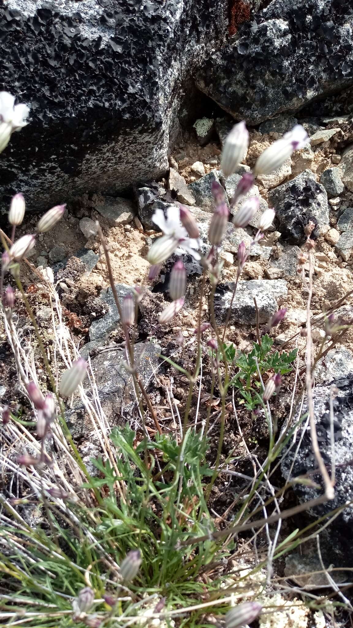 Image of narrow-leafed campion