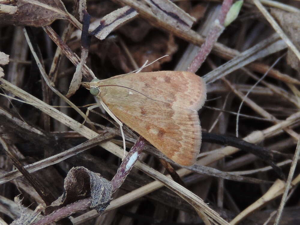 Image of Garden Webworm Moth