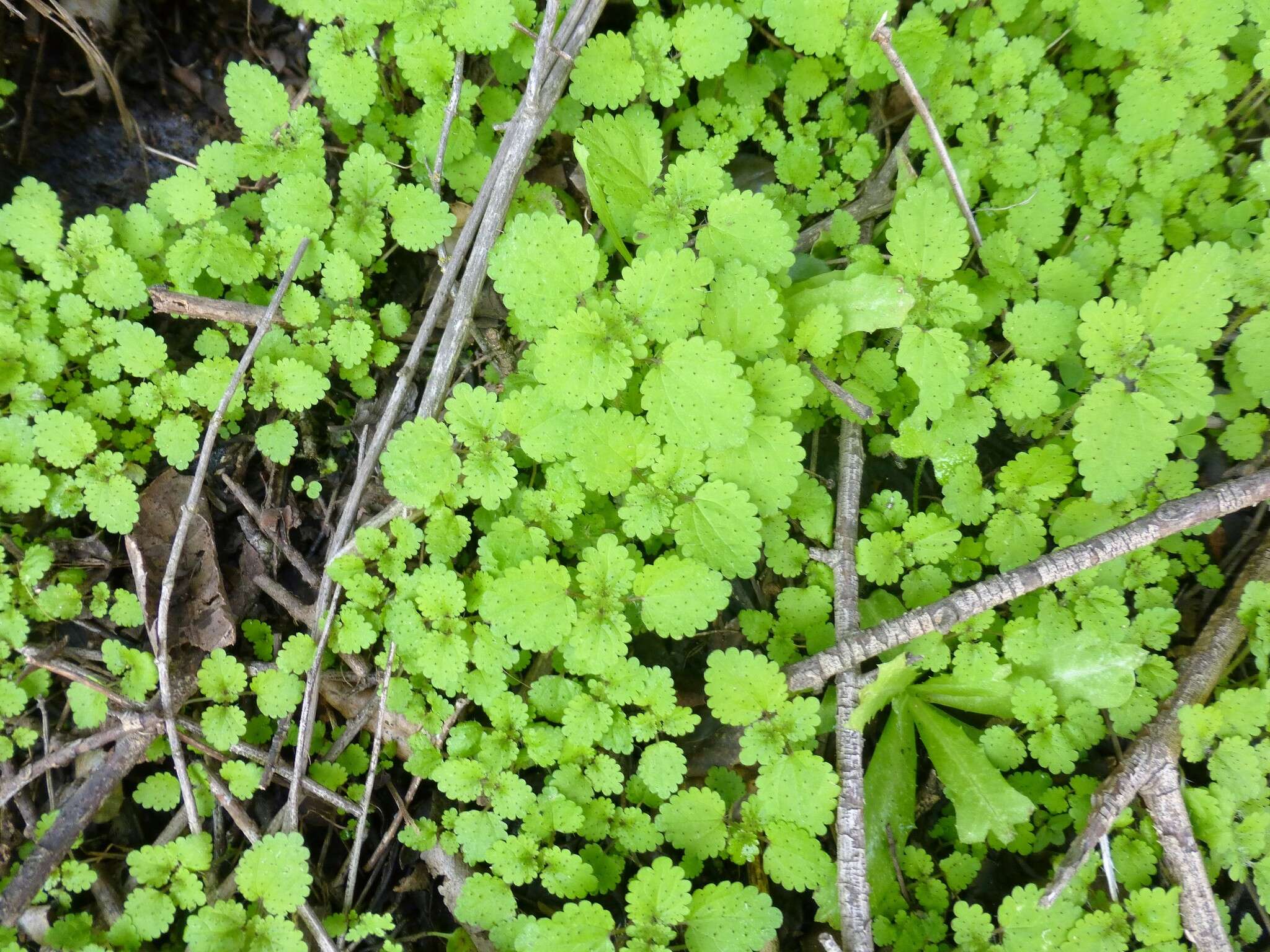 Image of stingingnettle