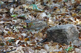 Image of Madagascan Buttonquail