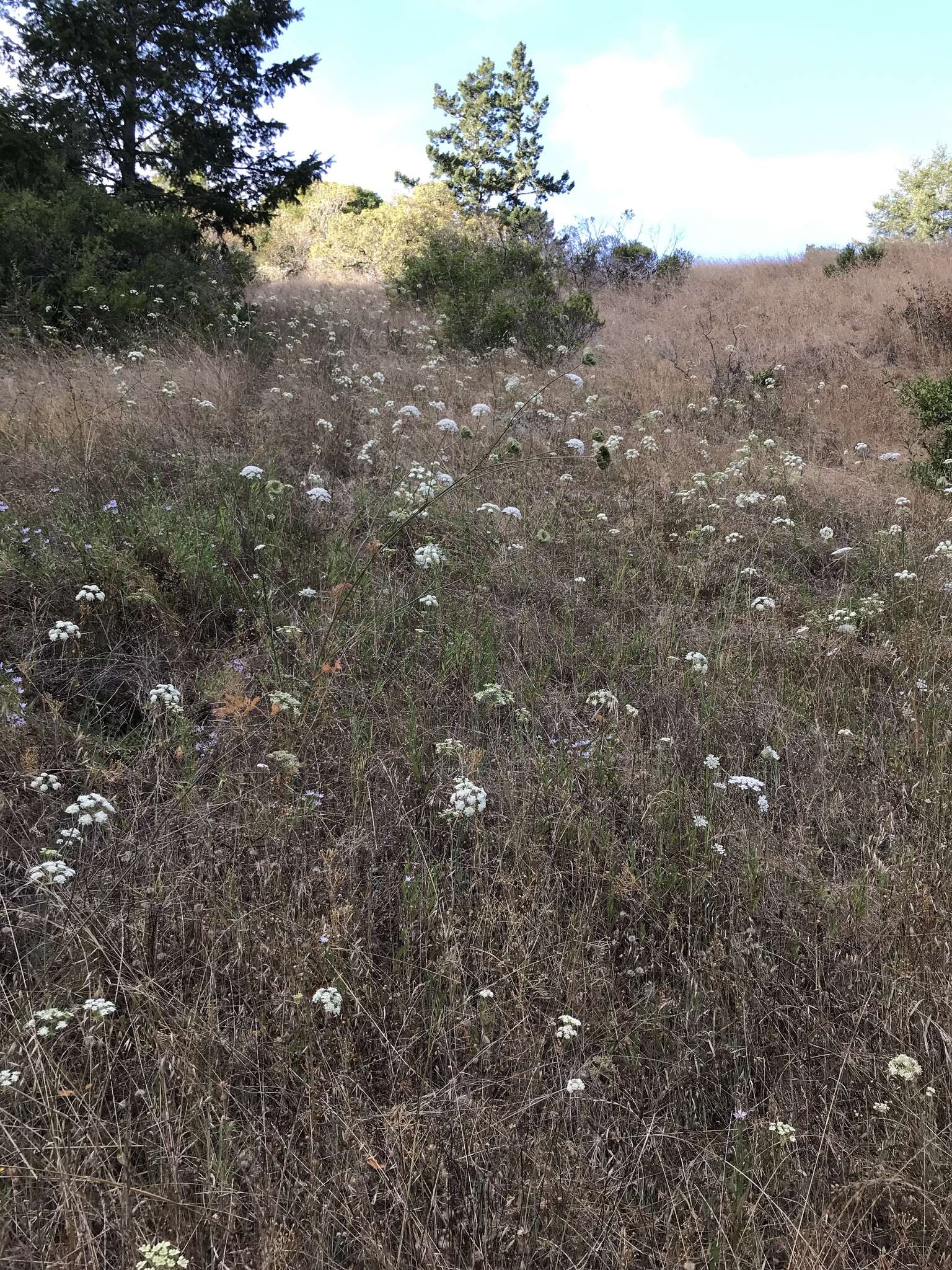 Perideridia kelloggii (A. Gray) Mathias resmi