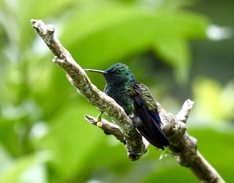 Image of Blue-vented Hummingbird