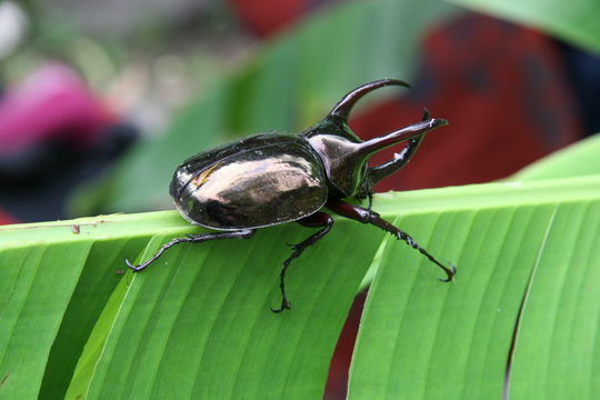 Image of Three-horned Rhinoceros Beetle