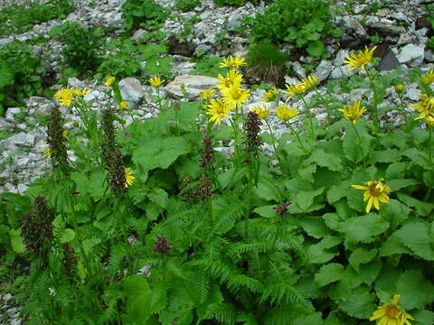 Imagem de Pedicularis recutita L.