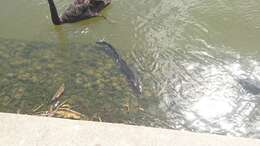 Image of Speckled longfin eel