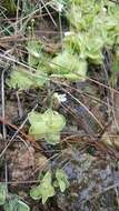 Image of Pinguicula sharpii S. J. Casper & K. Kondo