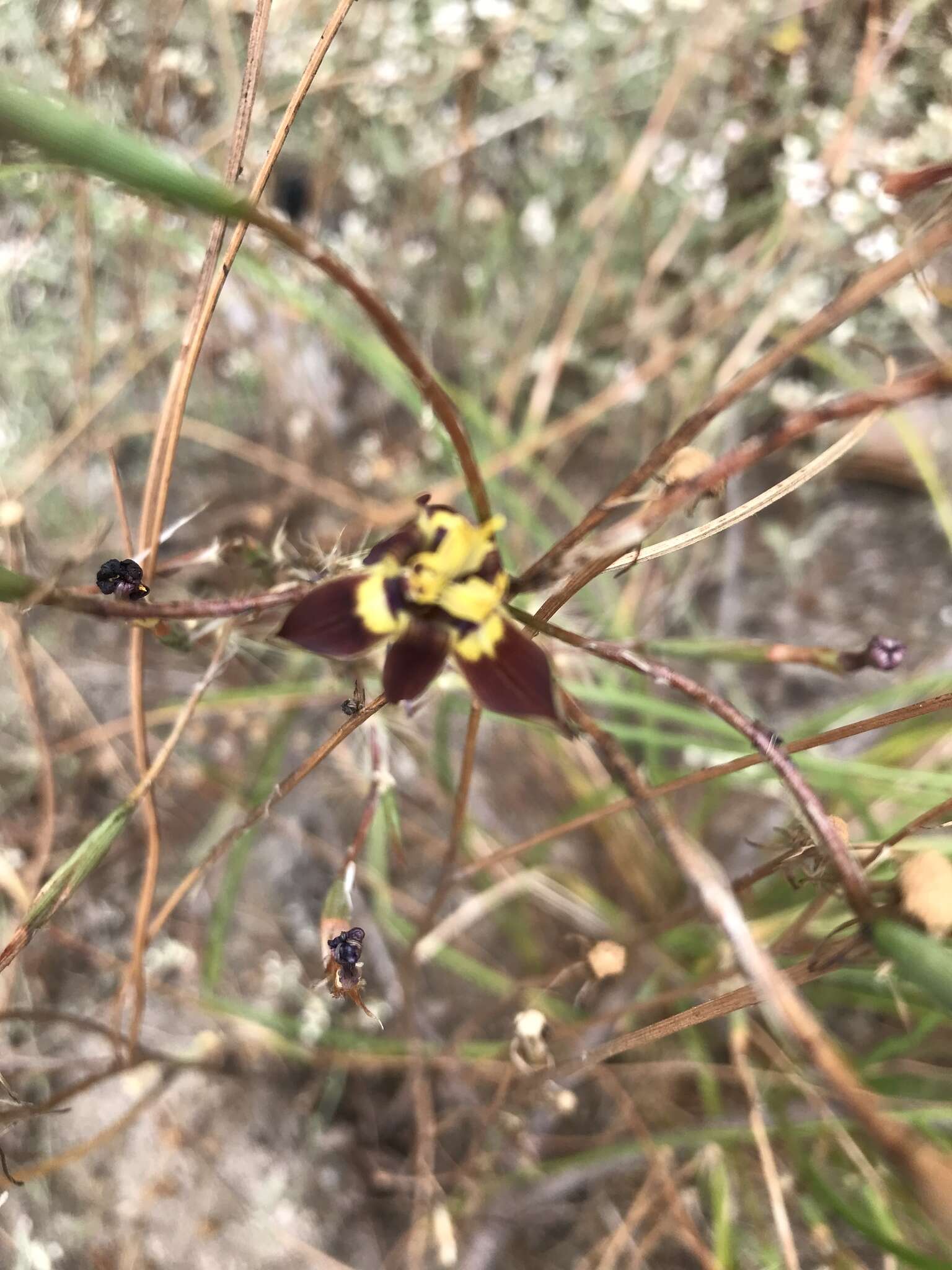 Image of Moraea inconspicua Goldblatt