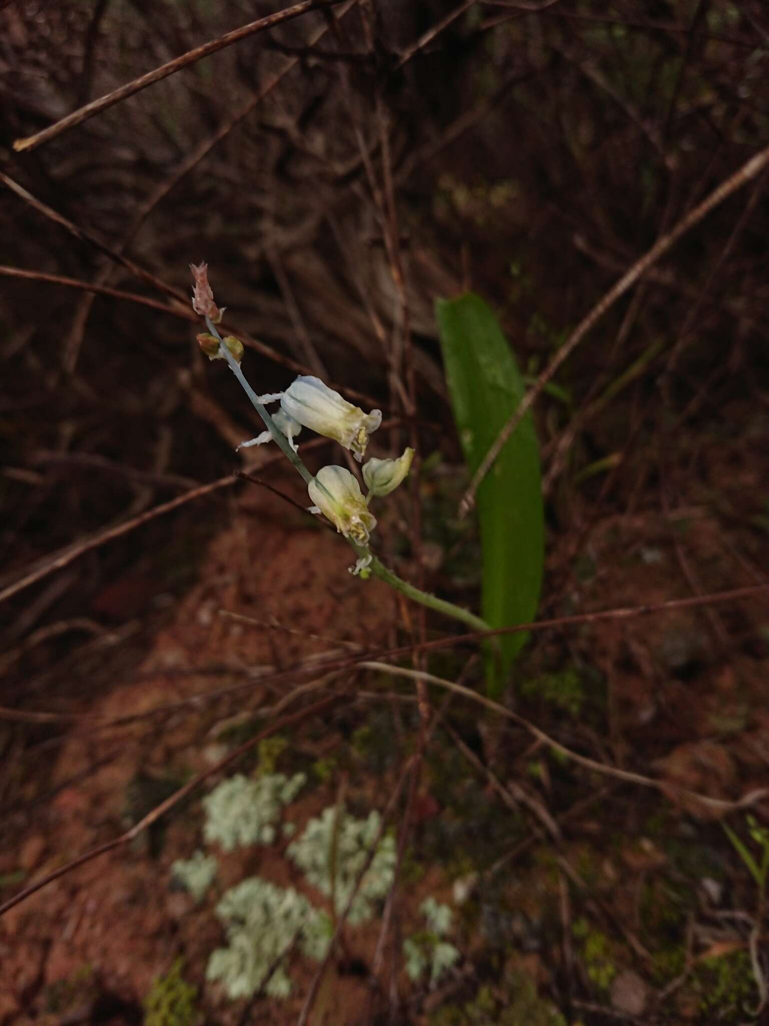 Image of Lachenalia bolusii W. F. Barker