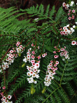 Thryptomene calycina (Lindley) Stapf resmi