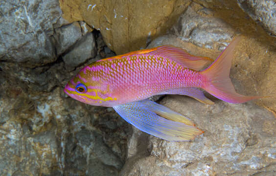 Plancia ëd Anthias anthias (Linnaeus 1758)