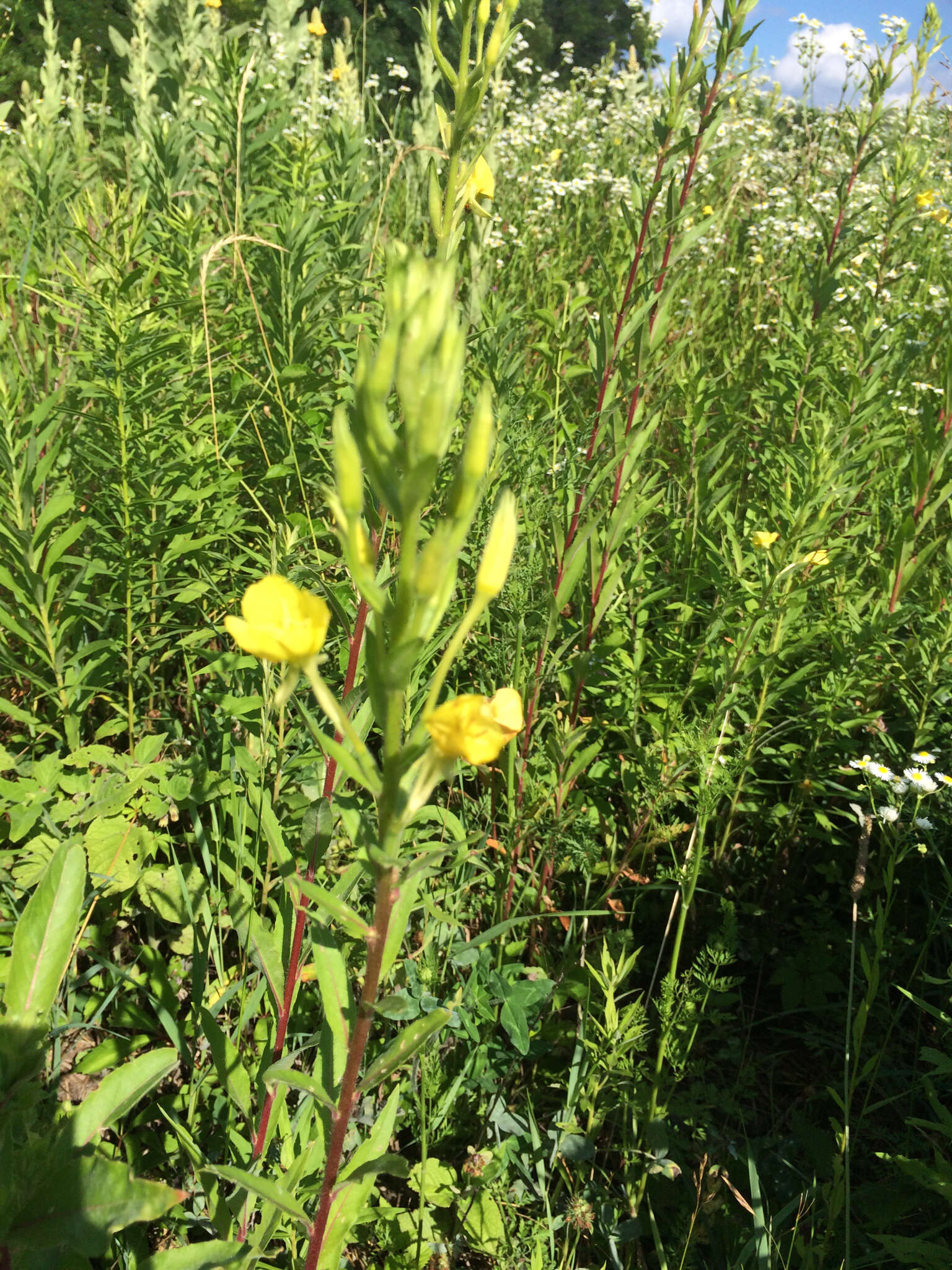 Imagem de Oenothera biennis L.