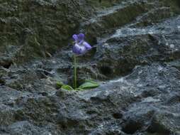 Image of Pinguicula poldinii J. F. Steiger & Casper