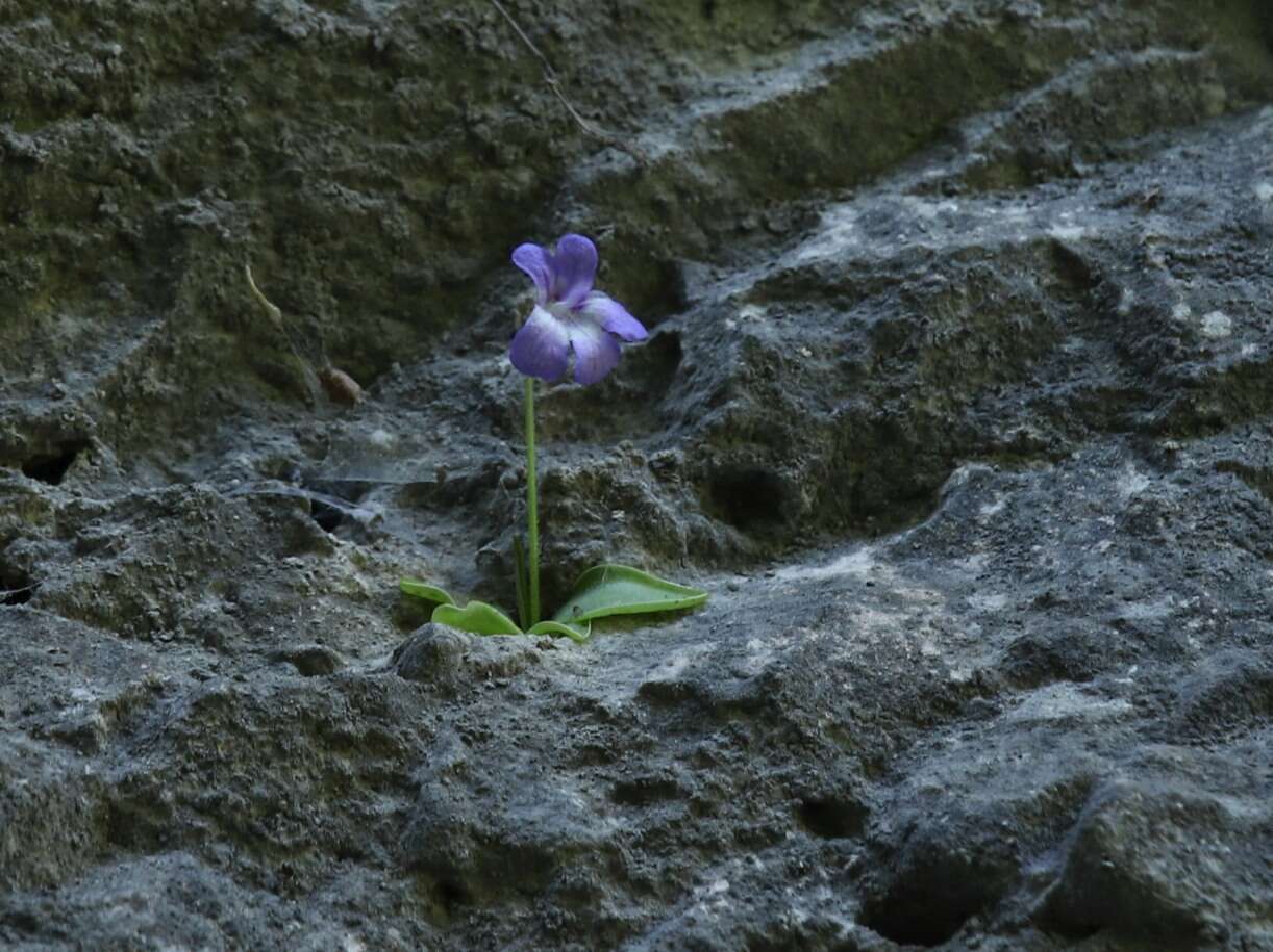 Image of Pinguicula poldinii J. F. Steiger & Casper