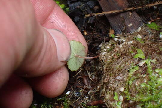 Image de Hydrocotyle leucocephala Cham. & Schltdl.