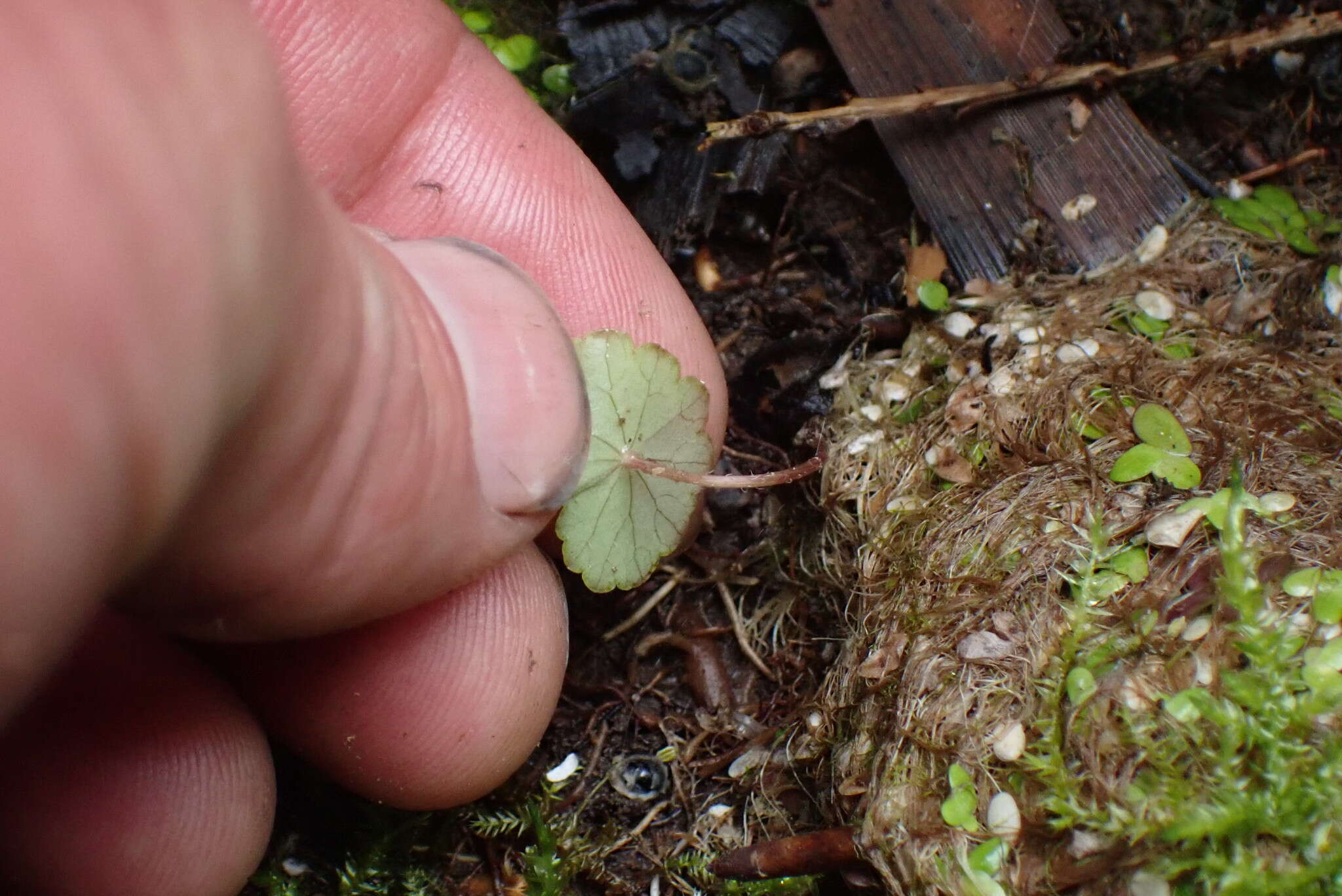 Imagem de Hydrocotyle leucocephala Cham. & Schltdl.