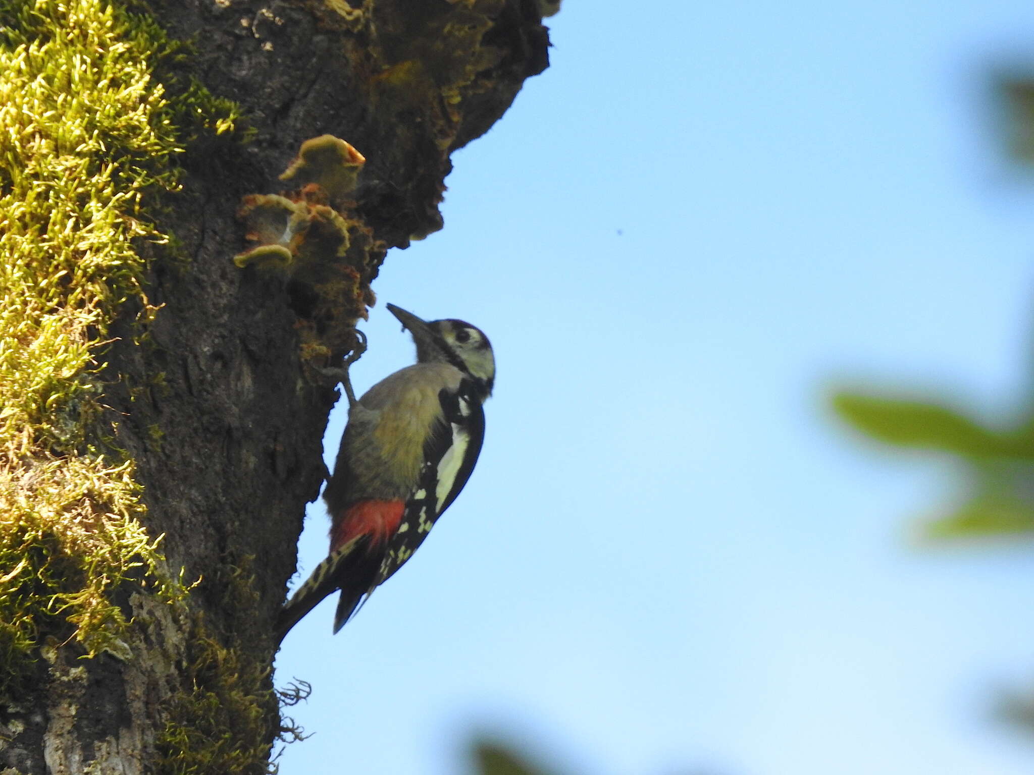 Image of Himalayan Woodpecker