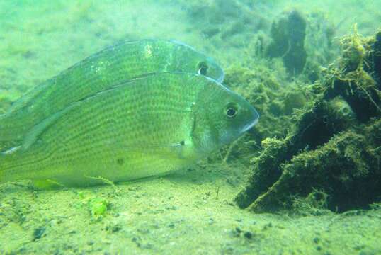 Image of Black Bream