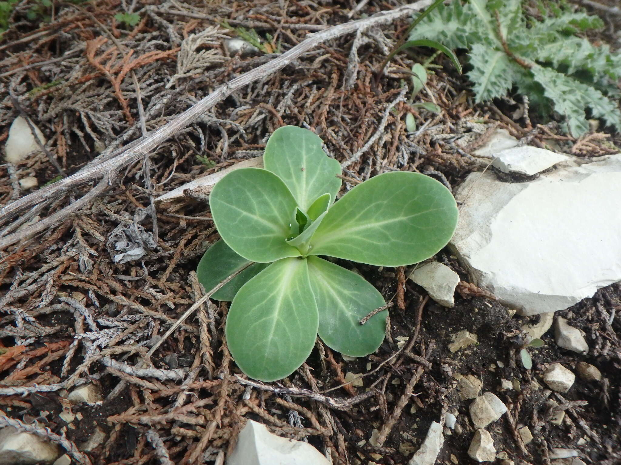 Image of Hylotelephium caucasicum (Grossh.) H. Ohba