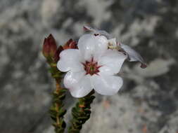 Image of Adenandra villosa subsp. villosa