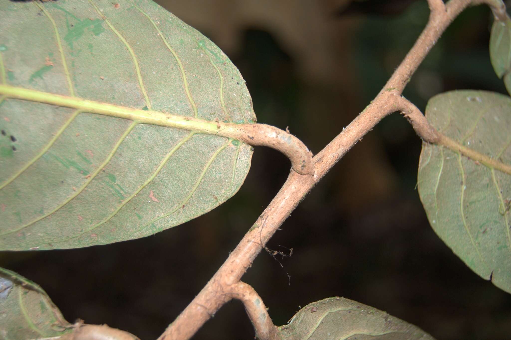 Sivun Licania corniculata G. T. Prance kuva