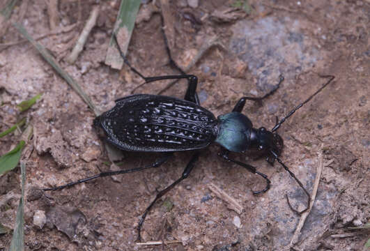 Carabus (Apotomopterus) arrowi G. Hauser 1913 resmi