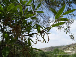 Image of Quercus crassipes Bonpl.