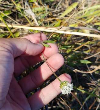 Image of Everglades Squarestem