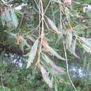 Image of Salix subfragilis Anderss.