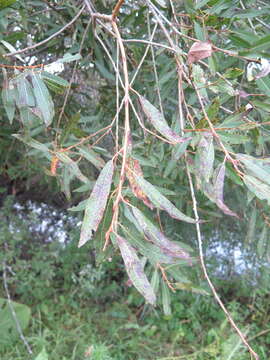 Image of Salix subfragilis Anderss.