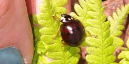 Image of Fifteen-spotted Lady Beetle