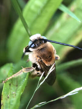 Image of Tetraloniella dentata (Germar 1839)