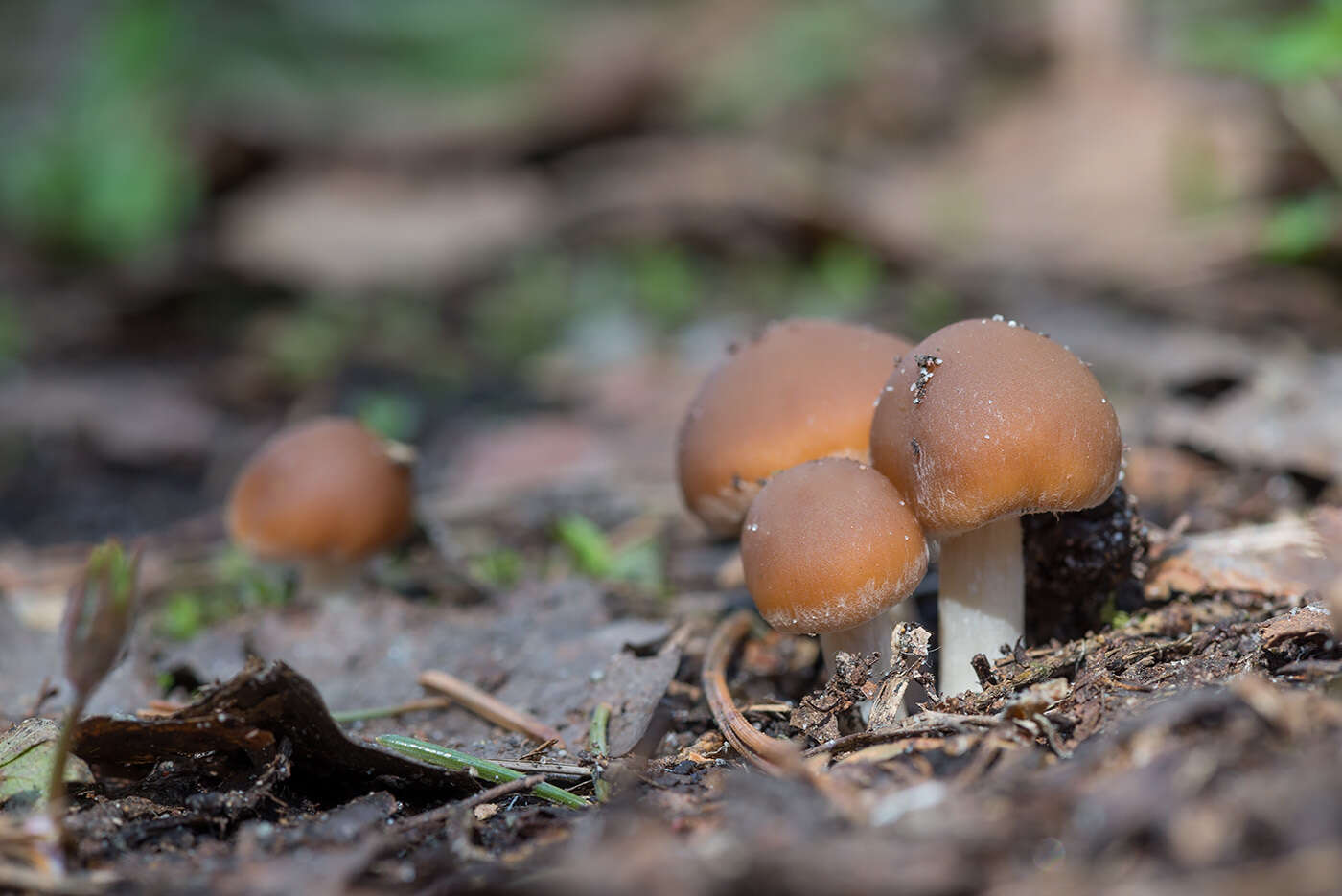 Imagem de Psathyrella spadiceogrisea (Schaeff.) Maire 1937