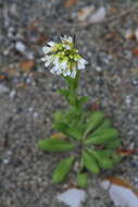 Image of Arabis stelleri DC.