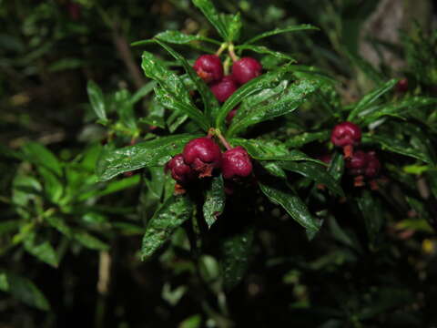 Image of Gaultheria tenuifolia (R. Phil.) Sleum.