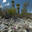 Turbinicarpus subterraneus (Backeb.) A. D. Zimmerman resmi