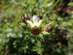 Слика од Horkelia californica Cham. & Schltdl.