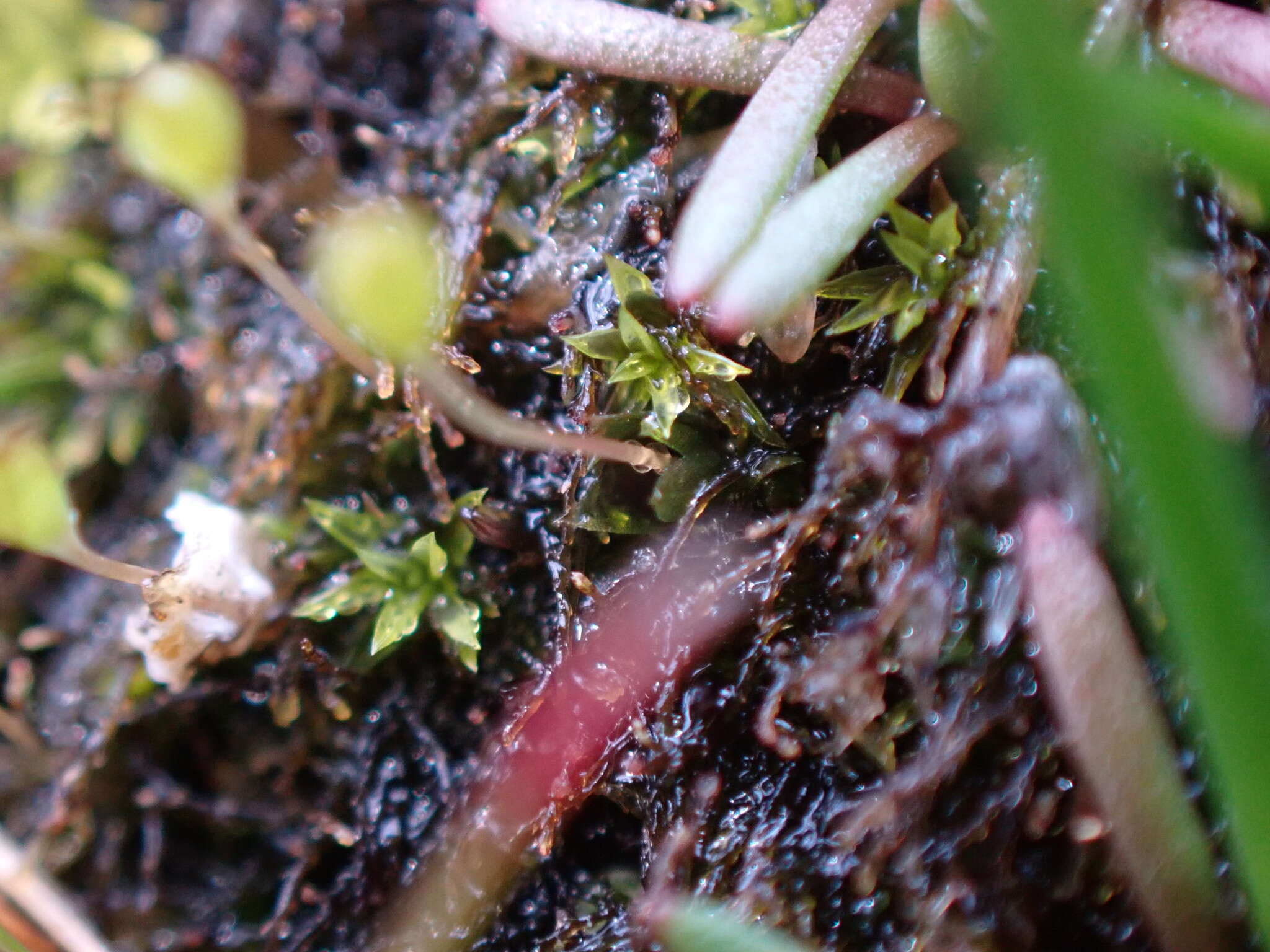 Image of entosthodon moss