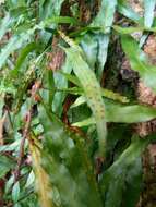 Image of clinging snakefern