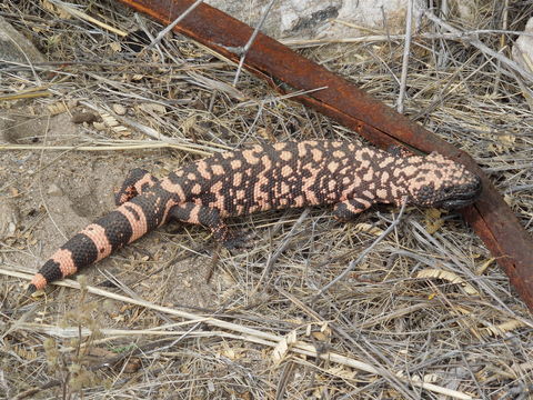 Image of Reticulated gila monster