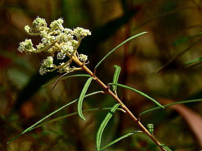 Image of Astrotricha asperifolia F. Muell. ex Klatt