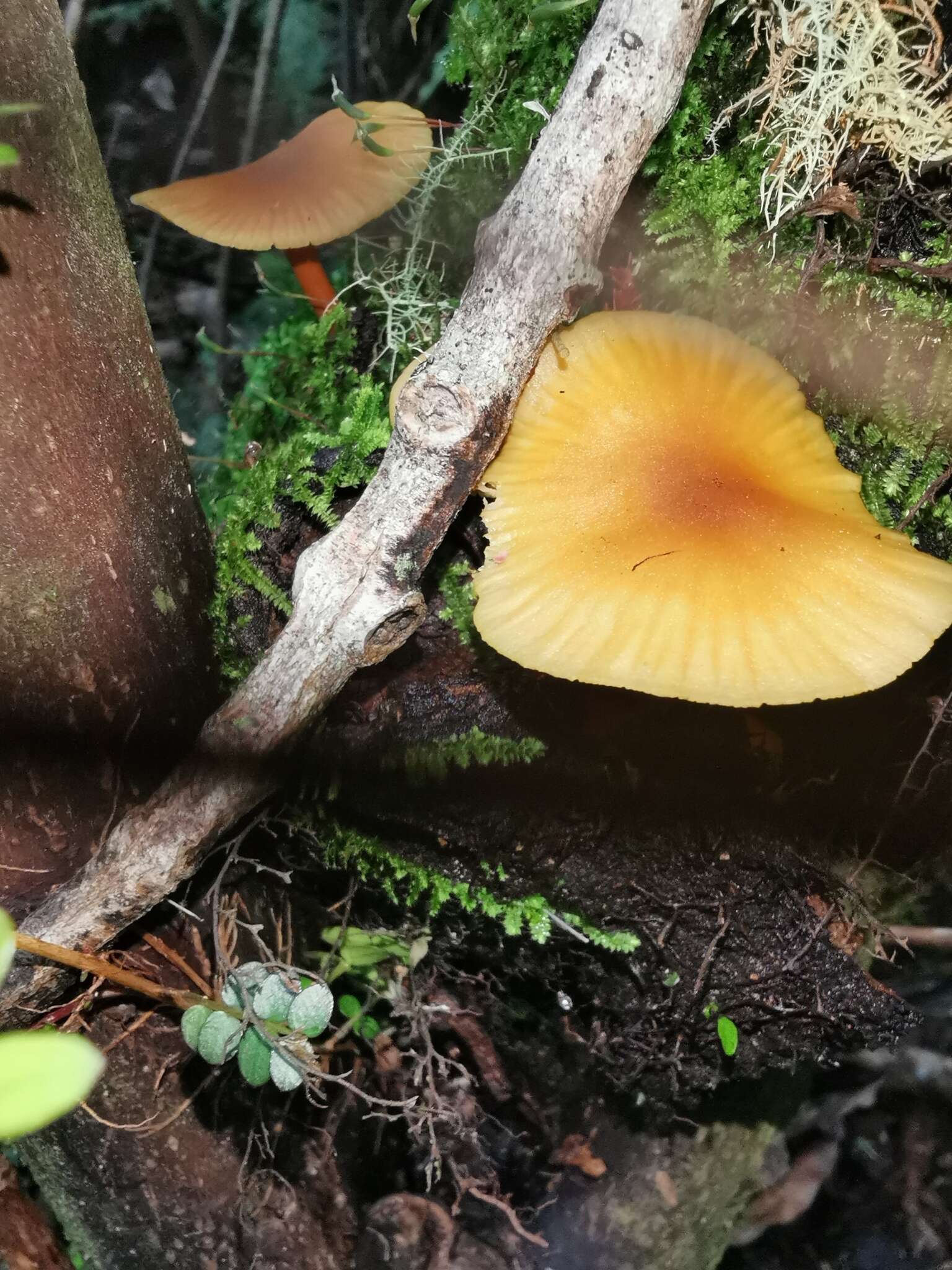 Image of Heimiomyces velutipes (G. Stev.) J. A. Cooper 2014