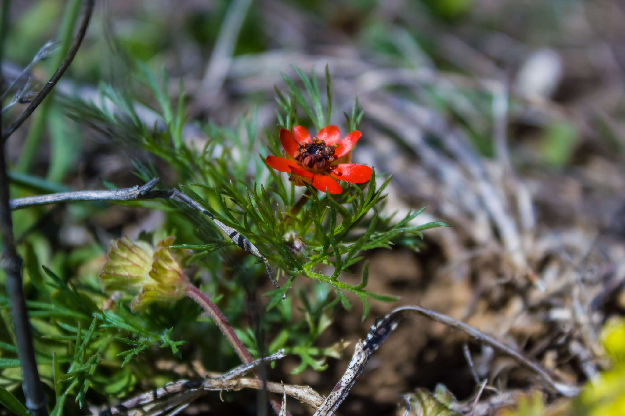 Image of flame adonis