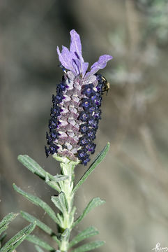 Image of <i>Lavandula luisieri</i>