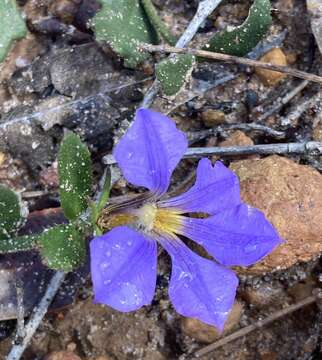 Слика од Scaevola calliptera Benth.