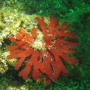 صورة Rhodymenia californica