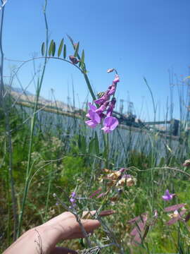 Sivun Lathyrus jepsonii subsp. jepsonii kuva