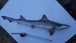 Image of Speckled Smoothhound