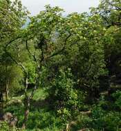 Image of Large-leaved albizia