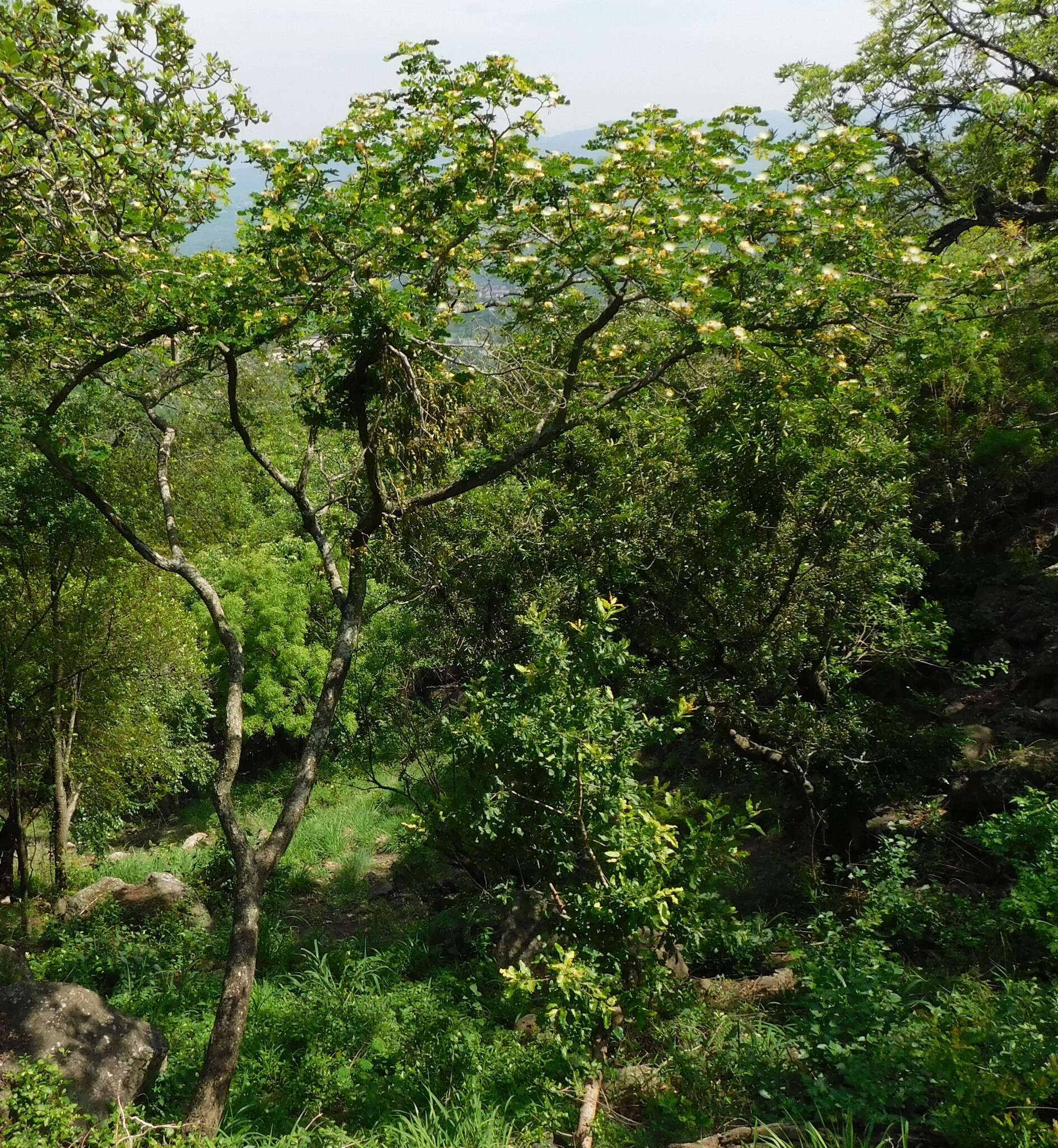 Image of Large-leaved albizia